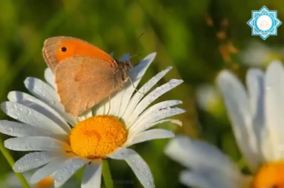 Шырын Мамасерікқызын 8-наурыз Халықаралық әйелдер мерекесімен құттықтау