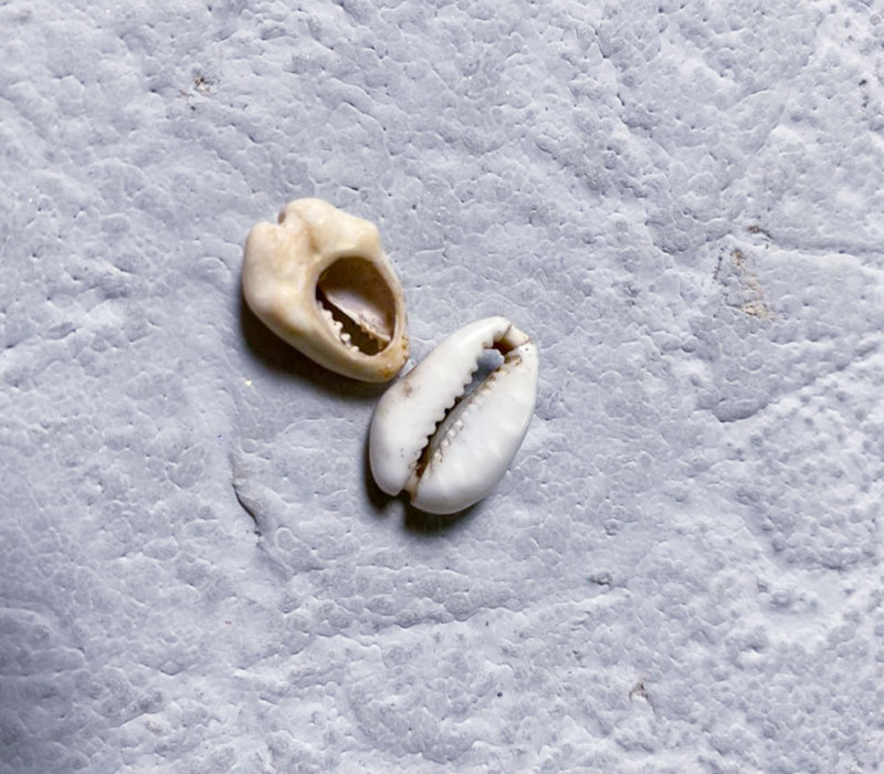 Көне Каури бұйымы